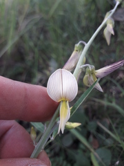 Crotalaria ochroleuca