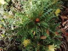 Banksia armata armata