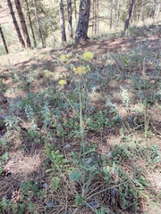 Centaurea orientalis