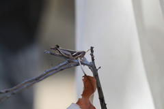 Phaeocatantops rosaceus