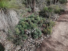 Banksia armata armata