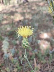 Centaurea orientalis