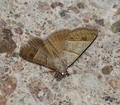 Ptichodis ovalis