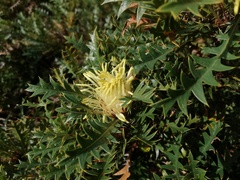 Banksia armata armata