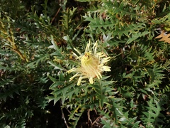 Banksia armata armata