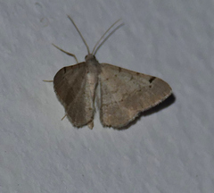 Frederickia prolificata