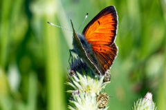 Lycaena candens