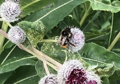 Bombus ruderatus