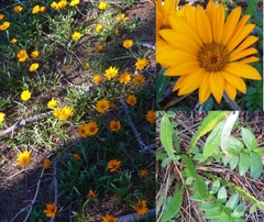 Gazania ciliaris
