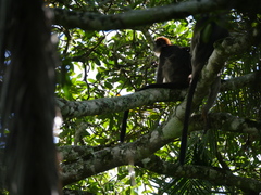 Piliocolobus tephrosceles