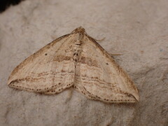 Orthonama vittata