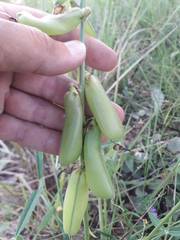 Crotalaria ochroleuca