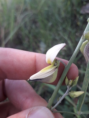 Crotalaria ochroleuca