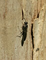 Trypoxylon clavicerum