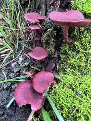 Tubaria rufofulva