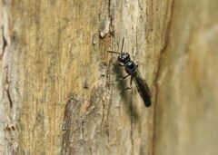 Trypoxylon clavicerum