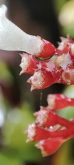 Notopleura parasitica, photograph Quentin Groom, CC0, iNaturalist via GBIF