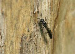 Trypoxylon clavicerum