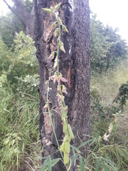 Crotalaria ochroleuca