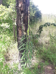 Crotalaria ochroleuca