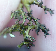 Cetraria muricata