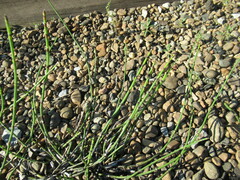 Equisetum × trachyodon