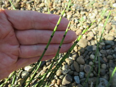 Equisetum × trachyodon