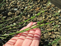 Equisetum × trachyodon