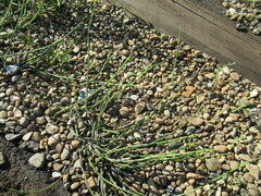 Equisetum × trachyodon
