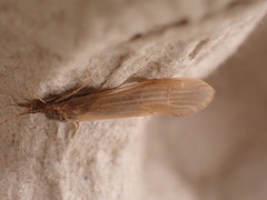 Oecetis ochracea