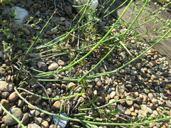 Equisetum × trachyodon