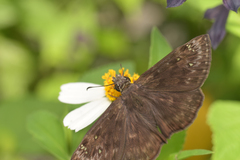 Erynnis horatius