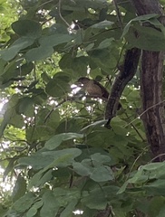 Pterorhinus perspicillatus