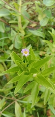 Limnophila aromatica