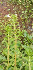 Limnophila aromatica