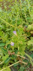Limnophila aromatica