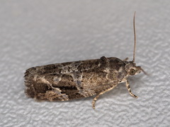 Eudemis