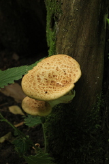 Cerioporus squamosus