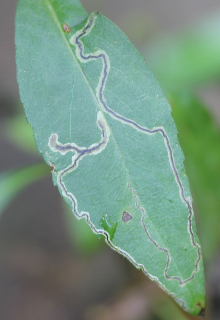 Liriomyza eupatorii