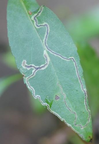 Liriomyza eupatorii