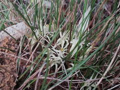 Conostylis androstemma