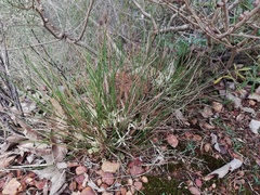 Conostylis androstemma