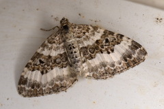 Epirrhoe rivata