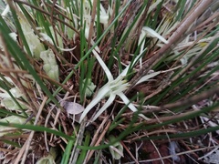 Conostylis androstemma