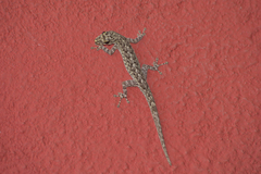 Lygodactylus thomensis thomensis