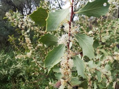 Hakea cristata
