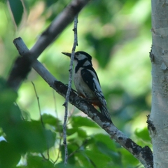 Dendrocopos major kamtschaticus