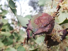Hakea cristata