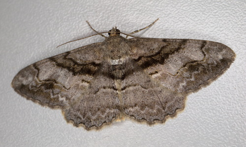 Alcis deversata