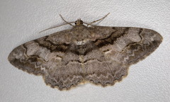 Alcis deversata
